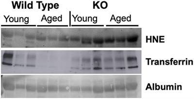 Age Induced Nitroso-Redox Imbalance Leads to Subclinical Hypogonadism in Male Mice